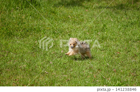 春の公園で楽しく遊んでいる可愛いポメラニアンの子犬の姿	 141238846