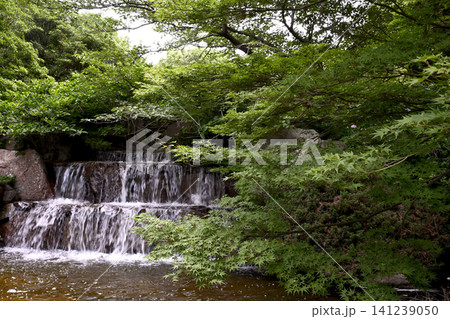 神戸須磨、離宮公園の初夏の花 神戸須磨、離宮公園の初夏の花 141239050