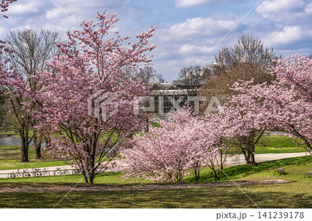 Cherry blossoms in Munich, Germany. Pink cherry blossoms with a blue and cloudy sky background. Spring in Germany. Cherry blossoms in Munich, Germany. Pink cherry blossoms with a blue and cloudy sky background. Spring in Germany. 141239178