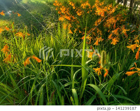 朝日に輝くキツネノカミソリの群生と夏の草原風景 朝日に輝くキツネノカミソリの群生と夏の草原風景 141239187
