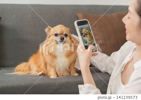 Asian woman taking photo of chihuahua dog with smartphone on sofa Asian woman taking photo of chihuahua dog with smartphone on sofa 141239573