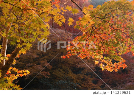 紅葉した木 141239621