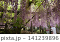 満開に近い藤の花。手入れされているのか綺麗に咲いた。 141239896