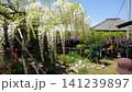 白い藤の花も綺麗に咲いた。良い匂いがただよいそうなぐらい 141239897