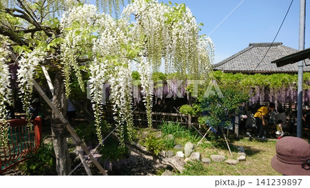 白い藤の花も綺麗に咲いた。良い匂いがただよいそうなぐらい 白い藤の花も綺麗に咲いた。良い匂いがただよいそうなぐらい 141239897