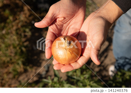 Man holding fresh onion in hands. Farmer presenting yellow bulb harvested from field. Organic vegetable farming, agriculture, sustainability, healthy cooking and raw food ingredient concept. Man holding fresh onion in hands. Farmer presenting yellow bulb harvested from field. Organic vegetable farming, agriculture, sustainability, healthy cooking and raw food ingredient concept. 141240376