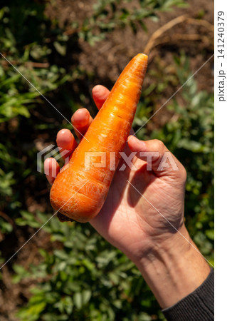 Gardener holding freshly harvested organic carrot in field. Person gathering seasonal vegetable during autumn farm work. Sustainable agriculture and healthy raw food diet concept. Gardener holding freshly harvested organic carrot in field. Person gathering seasonal vegetable during autumn farm work. Sustainable agriculture and healthy raw food diet concept. 141240379