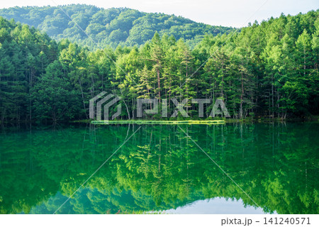 御射鹿池 夏シーズン《長野県 茅野市》 御射鹿池 夏シーズン《長野県 茅野市》 141240571