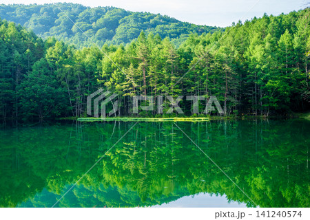 御射鹿池 夏シーズン《長野県 茅野市》 御射鹿池 夏シーズン《長野県 茅野市》 141240574