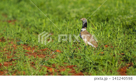 Little Bustard, Spain 141240598