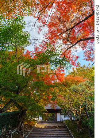 紅葉に包まれた安楽寺の山門 紅葉に包まれた安楽寺の山門 141240742