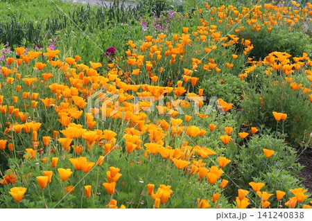 春の公園に咲くオレンジ色のハナビシソウの花 春の公園に咲くオレンジ色のハナビシソウの花 141240838