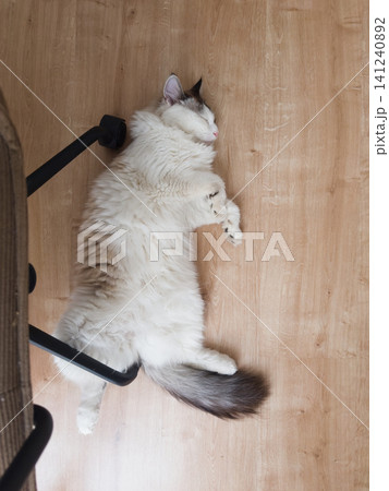 A Ragdoll cat naps stretched on laminate beside the caster wheel of an office chair. Pet resting in a work from home space A Ragdoll cat naps stretched on laminate beside the caster wheel of an office chair. Pet resting in a work from home space 141240892