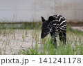 歩くウリ坊模様が可愛いマレーバクの赤ちゃん 歩くウリ坊模様が可愛いマレーバクの赤ちゃん 141241178