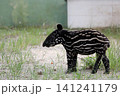 立つ横向きのマレーバクの赤ちゃん 立つ横向きのマレーバクの赤ちゃん 141241179