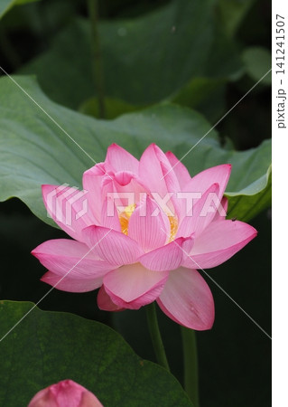 開花した蓮の花 開花した蓮の花 141241507