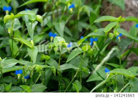 群生する露草 群生する露草 141241663