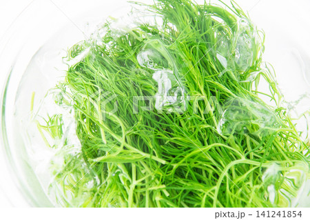 冷水にとって色だし中の茹でたおかひじき 冷水にとって色だし中の茹でたおかひじき 141241854