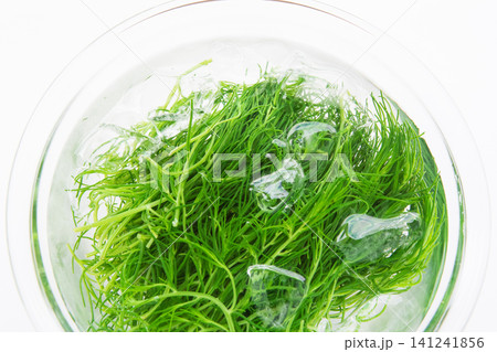 冷水にとって色だし中の茹でたおかひじき 冷水にとって色だし中の茹でたおかひじき 141241856
