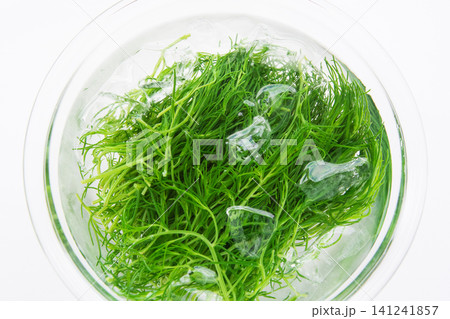 冷水にとって色だし中の茹でたおかひじき 冷水にとって色だし中の茹でたおかひじき 141241857
