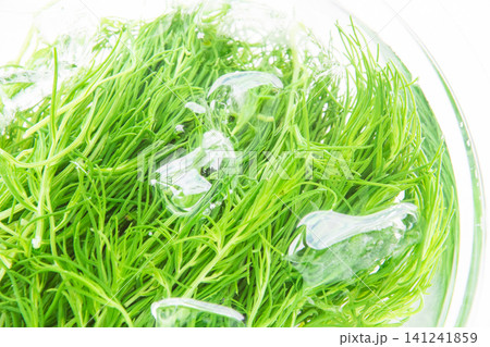 冷水にとって色だし中の茹でたおかひじき 冷水にとって色だし中の茹でたおかひじき 141241859