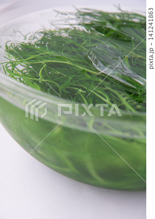 冷水にとって色だし中の茹でたおかひじき 冷水にとって色だし中の茹でたおかひじき 141241863