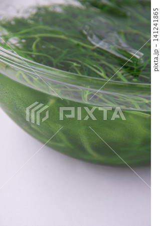 冷水にとって色だし中の茹でたおかひじき 冷水にとって色だし中の茹でたおかひじき 141241865
