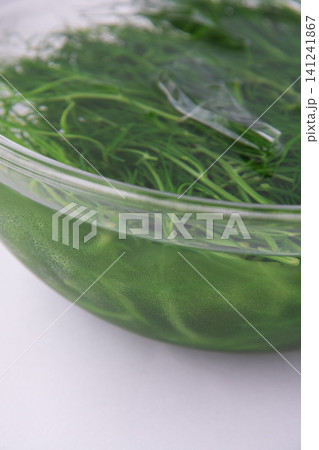 冷水にとって色だし中の茹でたおかひじき 冷水にとって色だし中の茹でたおかひじき 141241867