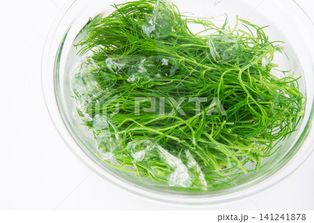 冷水にとって色だし中の茹でたおかひじき 冷水にとって色だし中の茹でたおかひじき 141241878