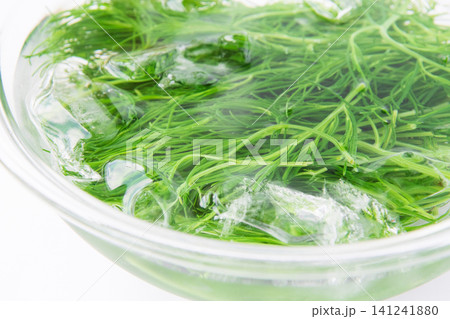 冷水にとって色だし中の茹でたおかひじき 冷水にとって色だし中の茹でたおかひじき 141241880