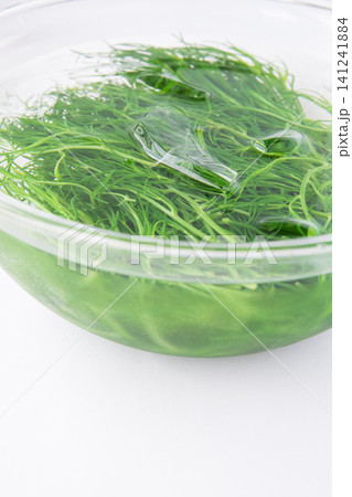 冷水にとって色だし中の茹でたおかひじき 冷水にとって色だし中の茹でたおかひじき 141241884