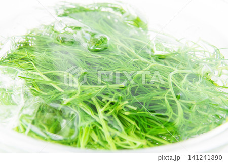 冷水にとって色だし中の茹でたおかひじき 冷水にとって色だし中の茹でたおかひじき 141241890