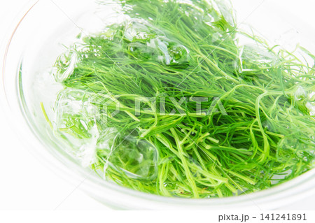 冷水にとって色だし中の茹でたおかひじき 冷水にとって色だし中の茹でたおかひじき 141241891