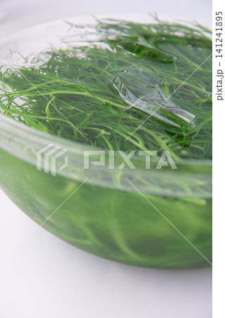 冷水にとって色だし中の茹でたおかひじき 冷水にとって色だし中の茹でたおかひじき 141241895