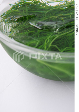 冷水にとって色だし中の茹でたおかひじき 冷水にとって色だし中の茹でたおかひじき 141241897