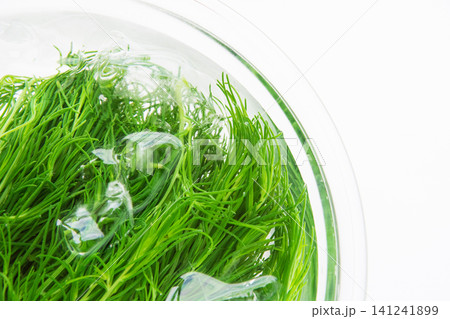 冷水にとって色だし中の茹でたおかひじき 冷水にとって色だし中の茹でたおかひじき 141241899