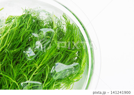 冷水にとって色だし中の茹でたおかひじき 冷水にとって色だし中の茹でたおかひじき 141241900