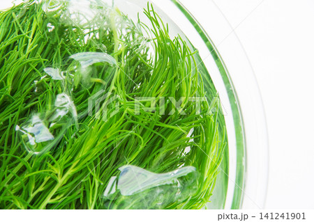 冷水にとって色だし中の茹でたおかひじき 冷水にとって色だし中の茹でたおかひじき 141241901