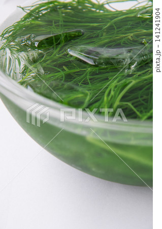 冷水にとって色だし中の茹でたおかひじき 冷水にとって色だし中の茹でたおかひじき 141241904