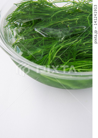 冷水にとって色だし中の茹でたおかひじき 冷水にとって色だし中の茹でたおかひじき 141241913