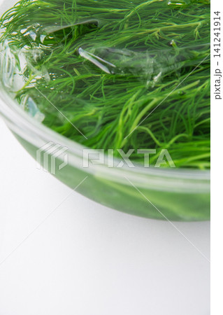冷水にとって色だし中の茹でたおかひじき 冷水にとって色だし中の茹でたおかひじき 141241914