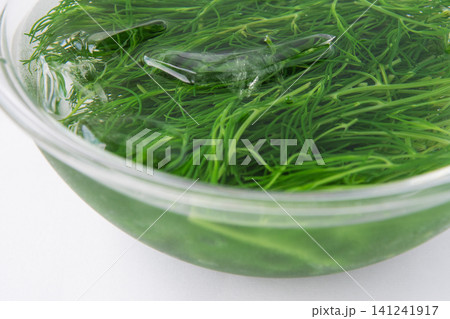 冷水にとって色だし中の茹でたおかひじき 冷水にとって色だし中の茹でたおかひじき 141241917