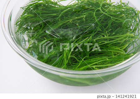 冷水にとって色だし中の茹でたおかひじき 冷水にとって色だし中の茹でたおかひじき 141241921