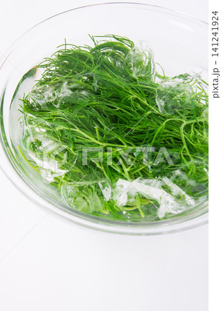 冷水にとって色だし中の茹でたおかひじき 冷水にとって色だし中の茹でたおかひじき 141241924
