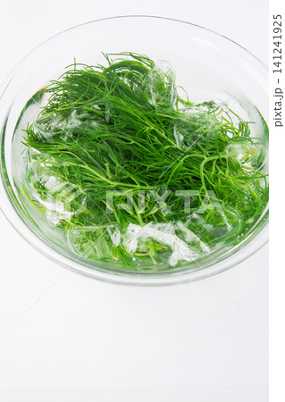 冷水にとって色だし中の茹でたおかひじき 冷水にとって色だし中の茹でたおかひじき 141241925