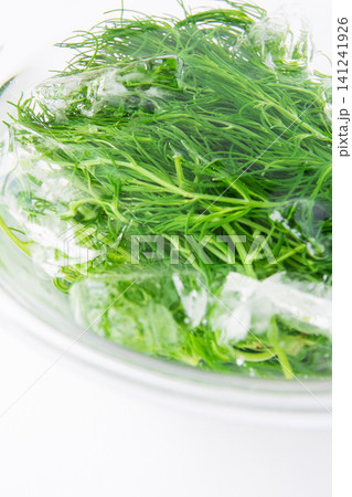 冷水にとって色だし中の茹でたおかひじき 冷水にとって色だし中の茹でたおかひじき 141241926