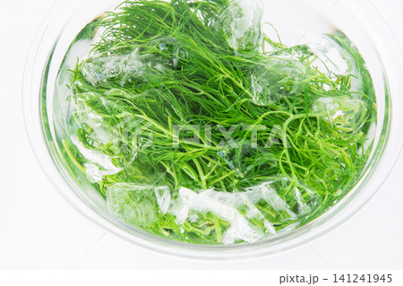 冷水にとって色だし中の茹でたおかひじき 冷水にとって色だし中の茹でたおかひじき 141241945