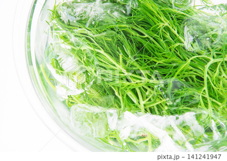 冷水にとって色だし中の茹でたおかひじき 冷水にとって色だし中の茹でたおかひじき 141241947
