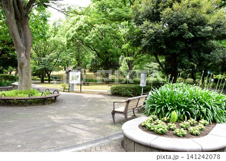 横浜市神奈川区 三ツ沢公園桜山付近の新緑と花壇とベンチ 横浜市神奈川区 三ツ沢公園桜山付近の新緑と花壇とベンチ 141242078