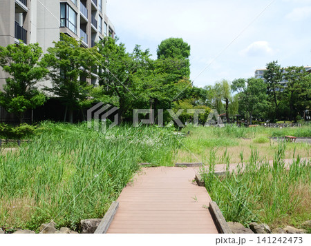 新緑に囲まれた花菖蒲園|横十間川親水公園 新緑に囲まれた花菖蒲園|横十間川親水公園 141242473